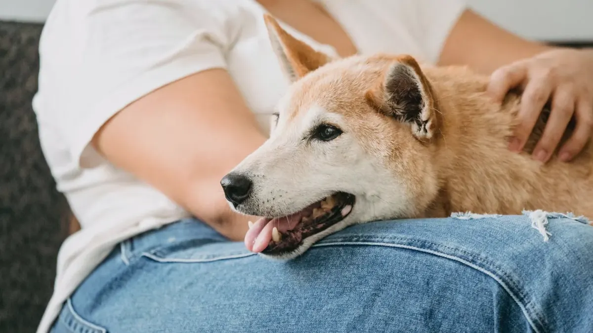 Dog walking with an owner