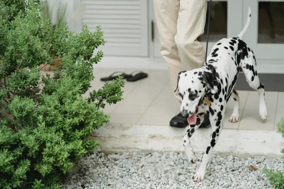 Dog walking with an owner