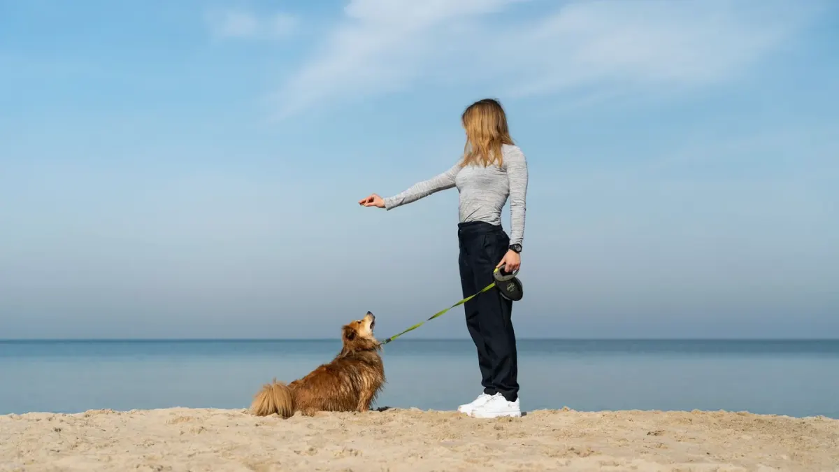 Dog walking with an owner
