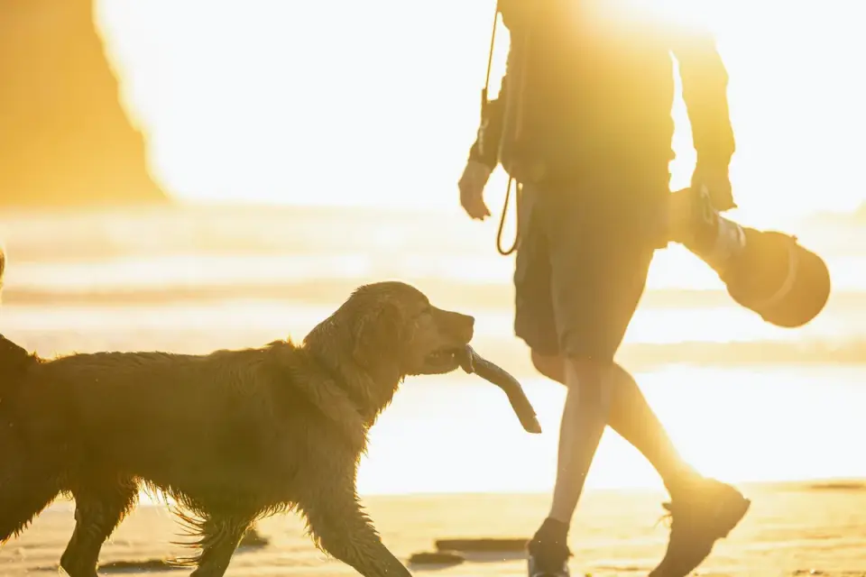 Dog walking with an owner