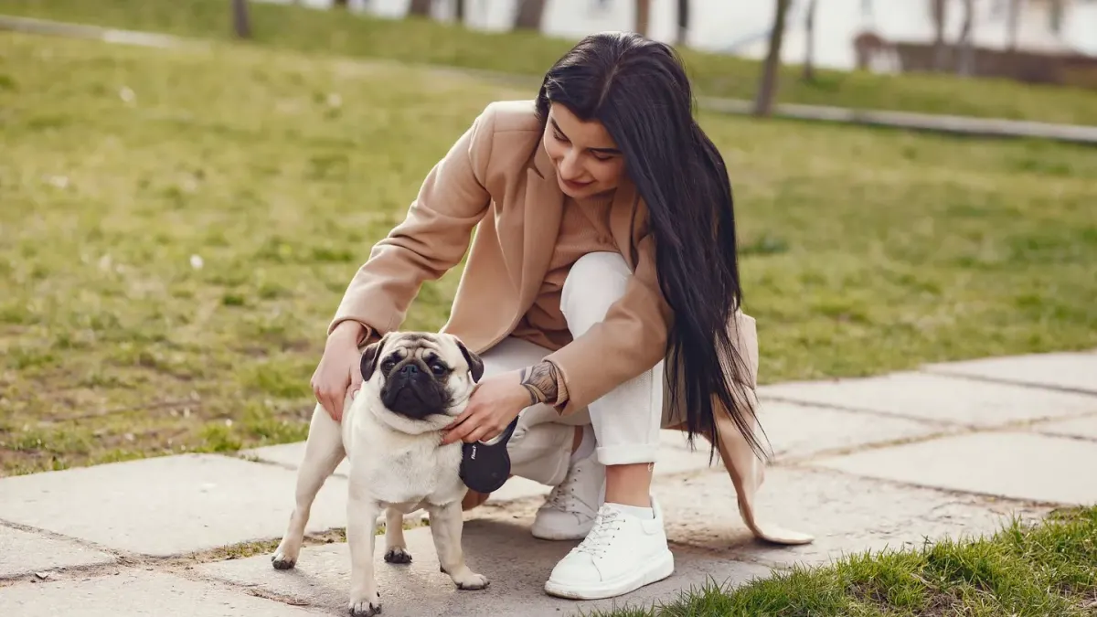 Dog walking with an owner