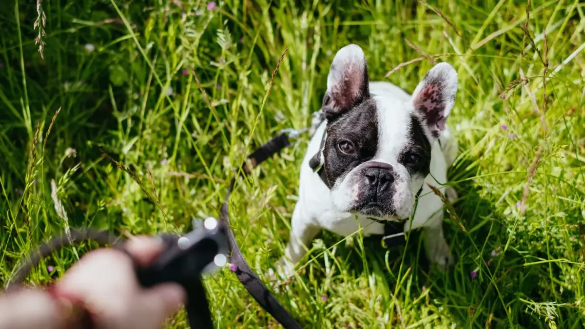 Dog walking with an owner