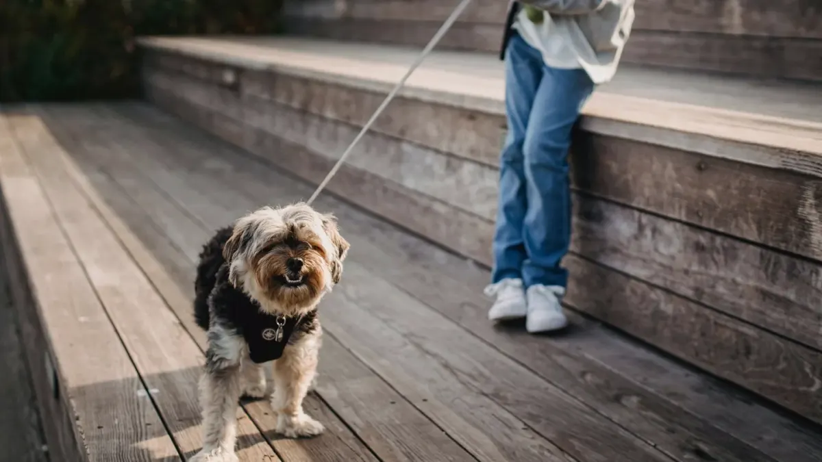 Dog walking with an owner