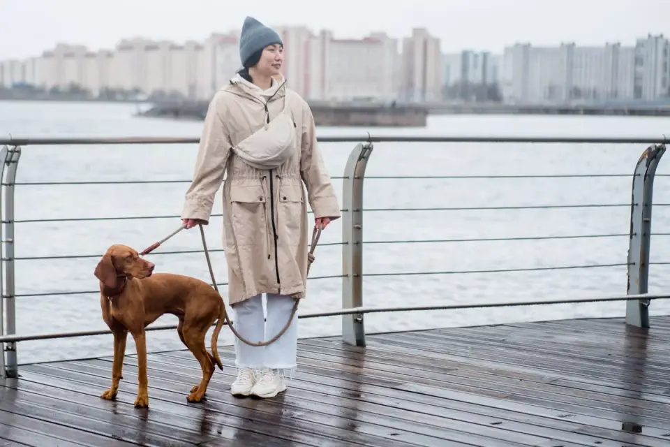 Dog walking with an owner