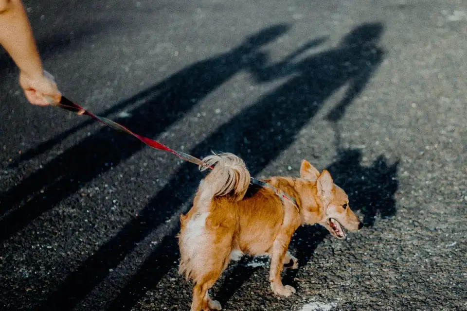 Dog walking with an owner