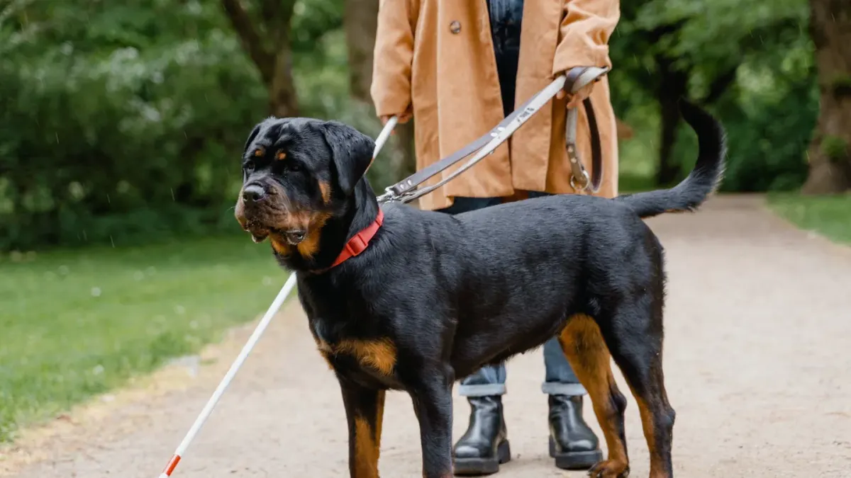Dog walking with an owner
