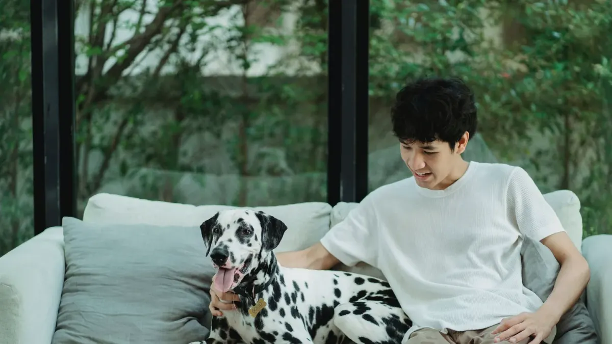 Dog walking with an owner