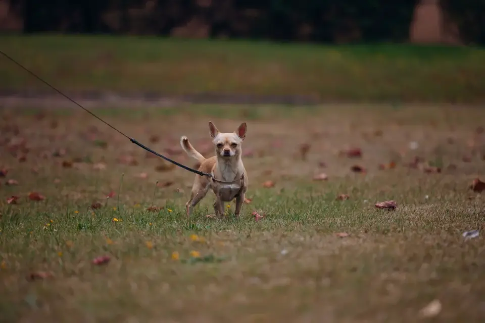 Dog walking with an owner