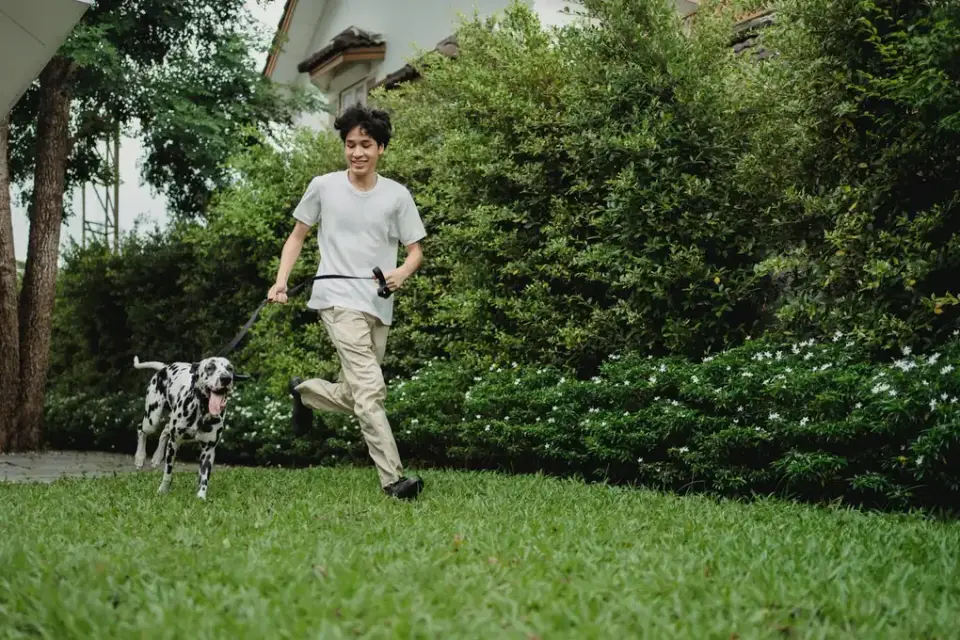 Dog walking with an owner
