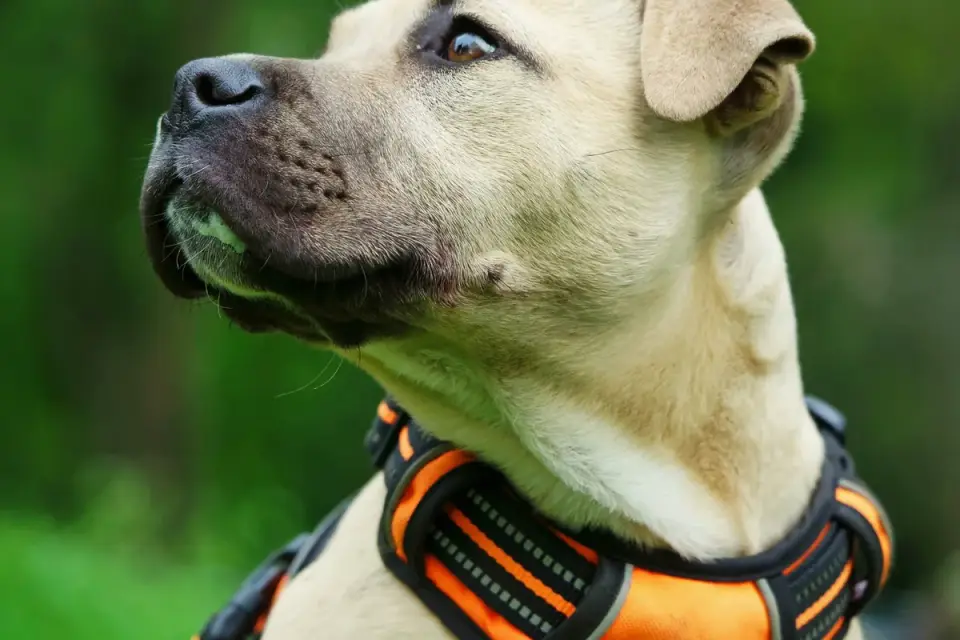 Dog wearing a car safety harness clipped into a rear seatbelt