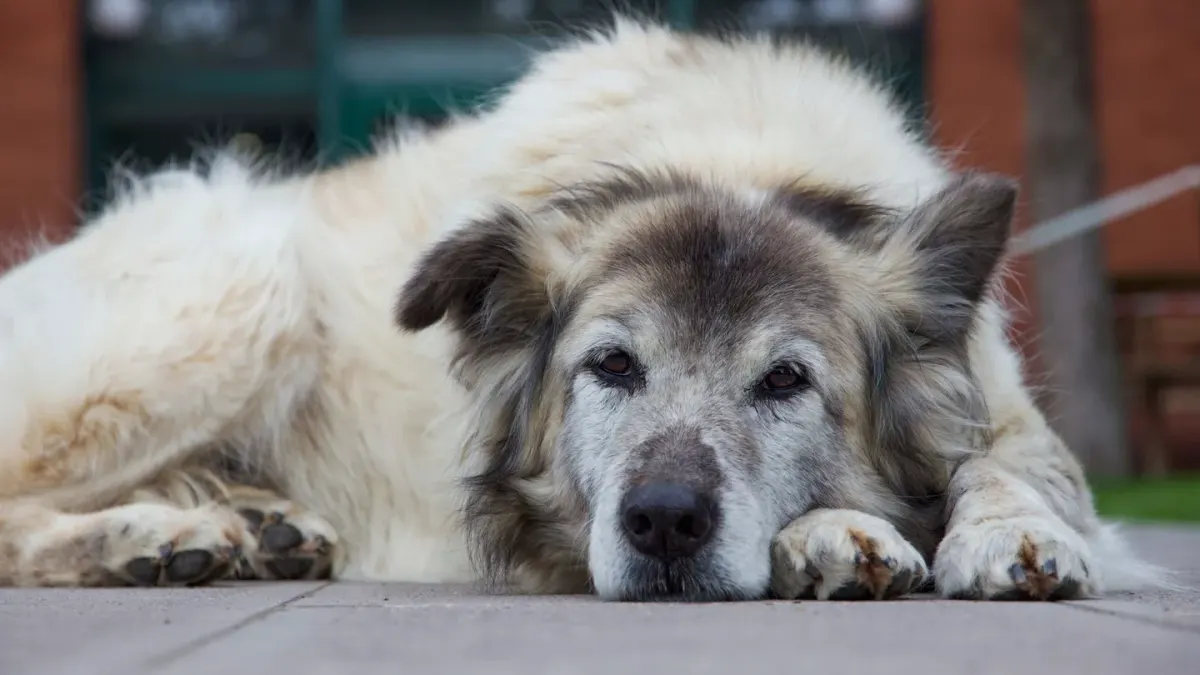 Dog with eyes closed