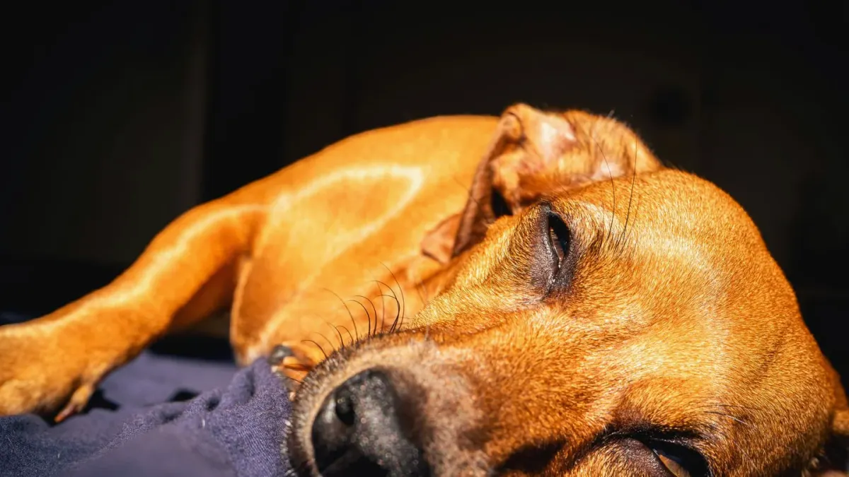 Dog with eyes closed