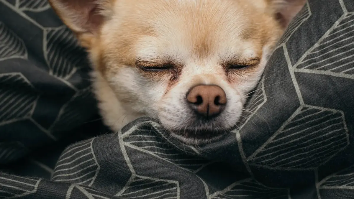 Dog with eyes closed