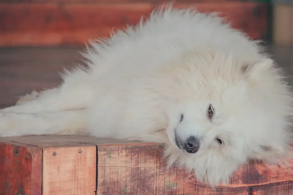 Dog with eyes closed