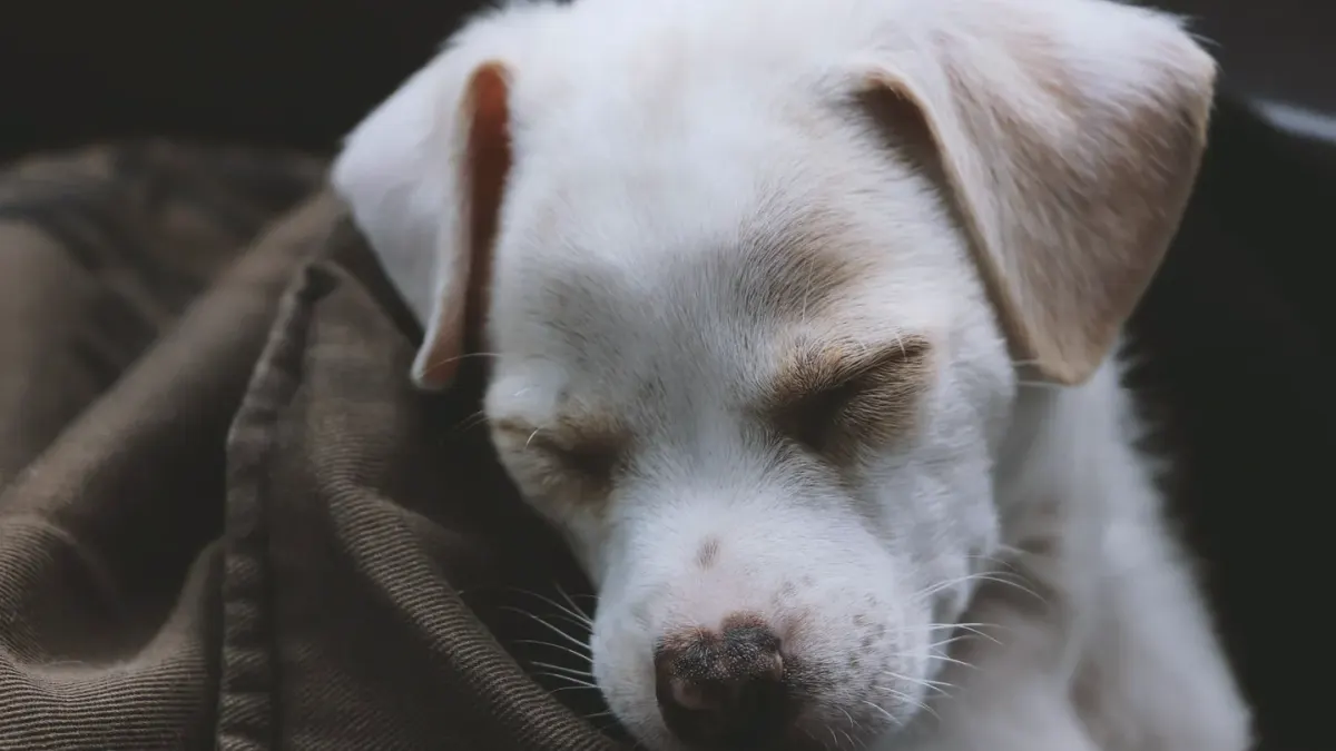 Dog with eyes closed
