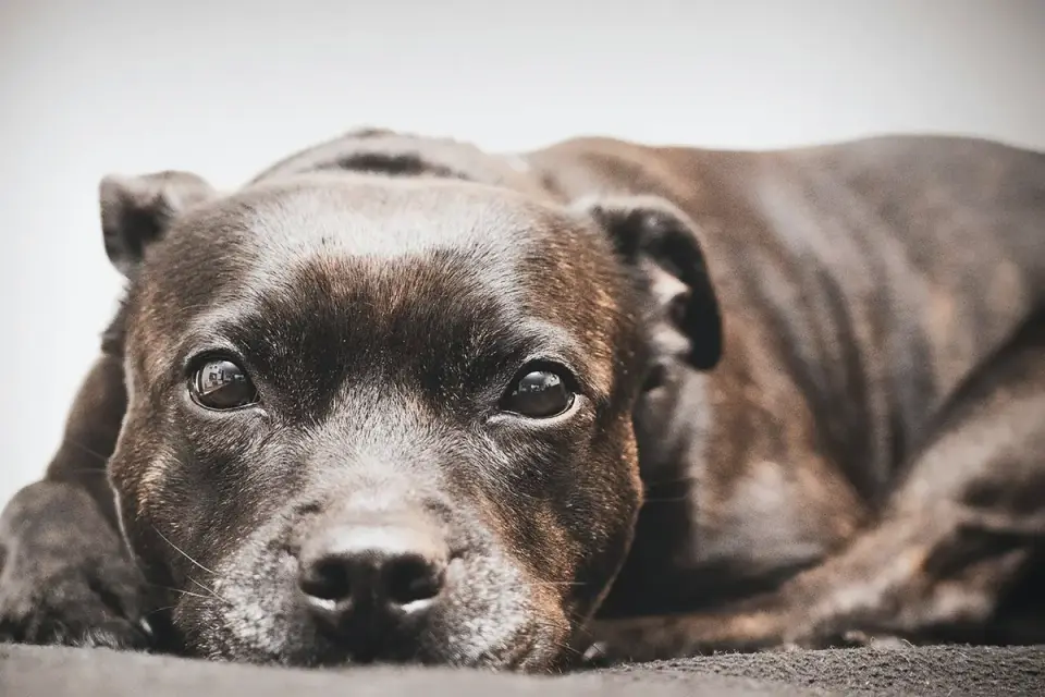 Dog with eyes closed