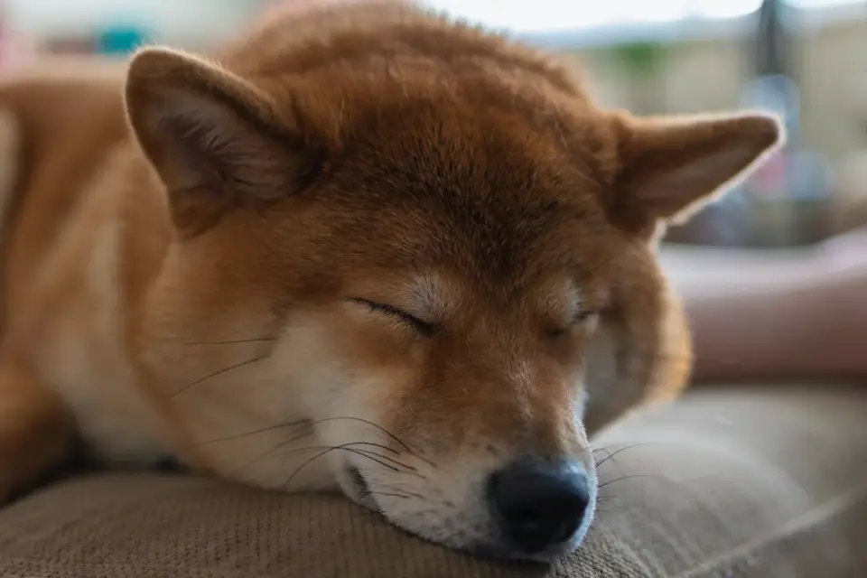Dog with eyes closed