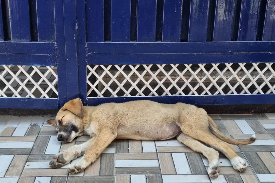 Dog with eyes closed