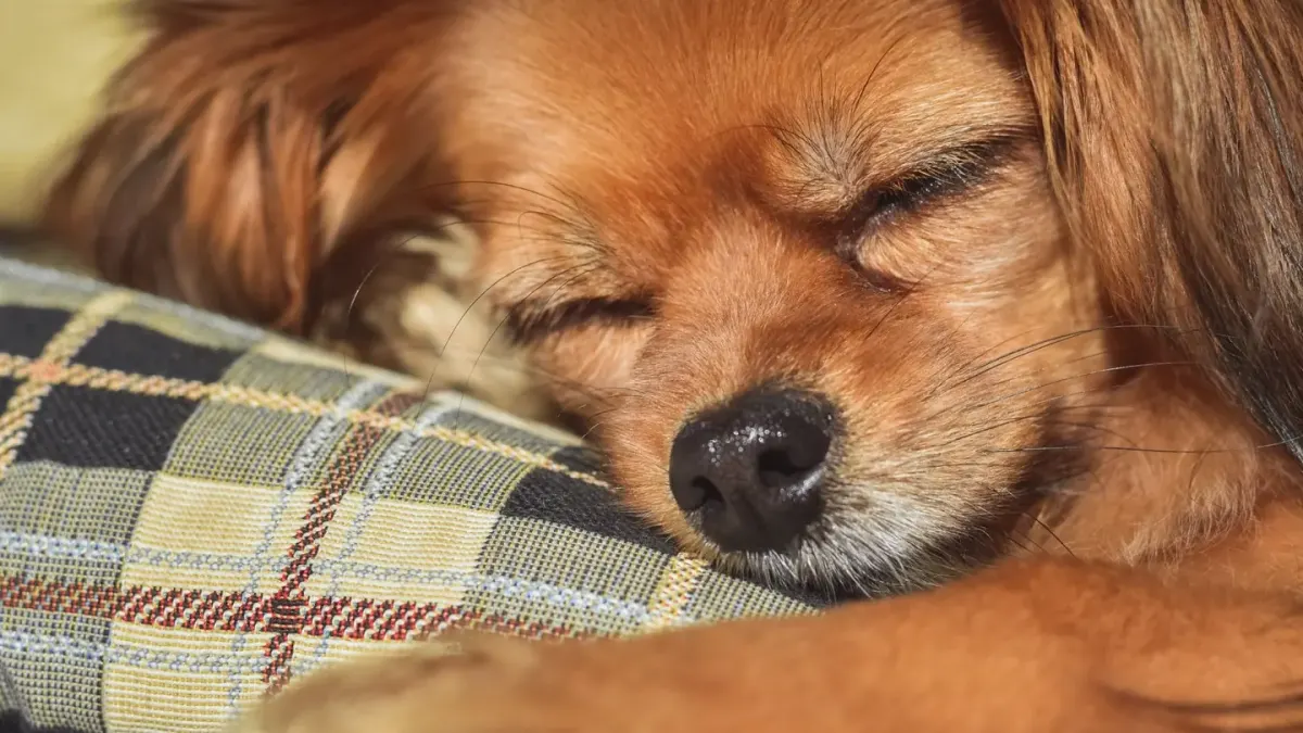 Dog with eyes closed