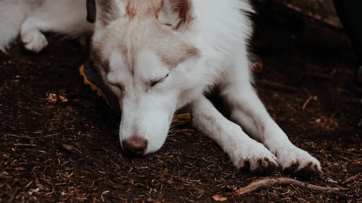 Dog with eyes closed