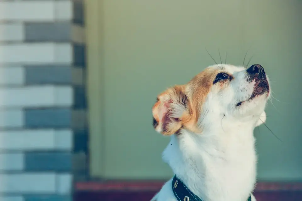 Dog with head tilted and ears forward, listening intently