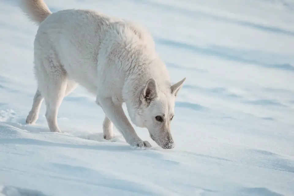 Dog with nose to the ground intently tracking a scent trail in a park