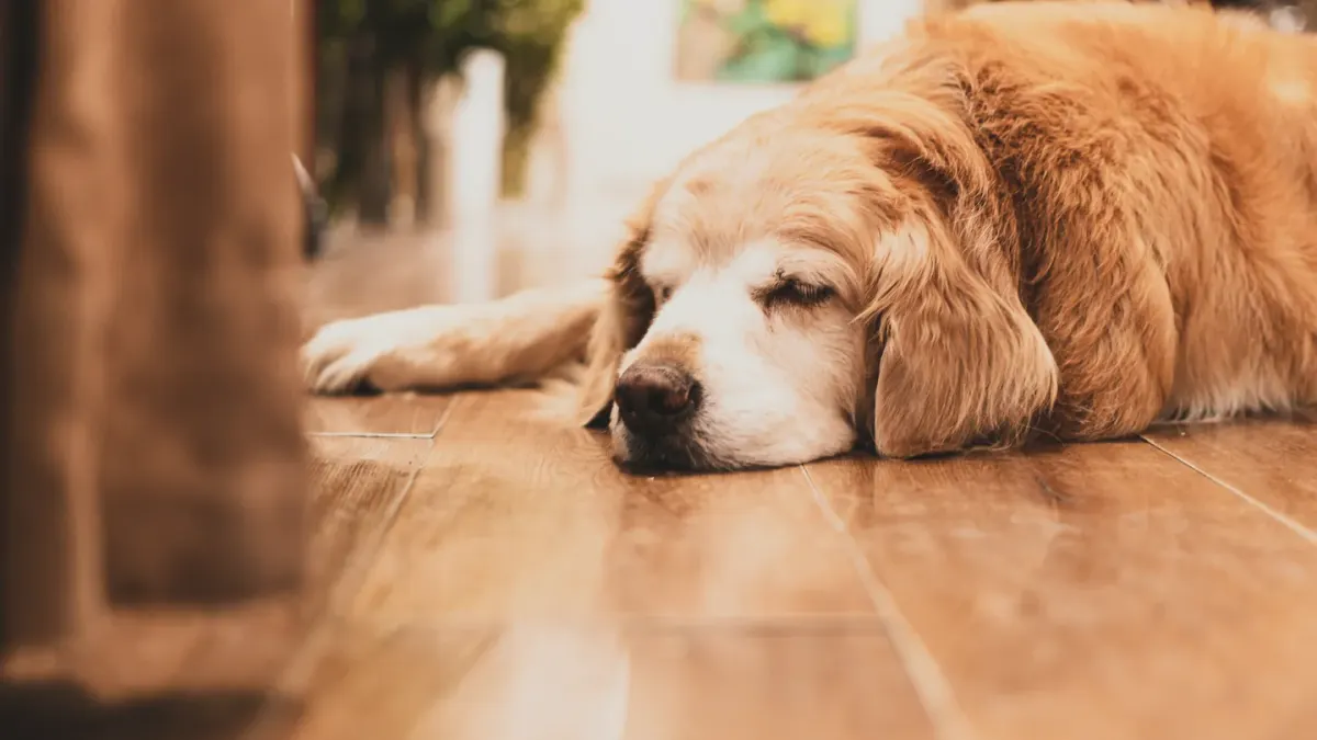 Gray-muzzled senior golden retriever eating calmly from a bowl in a kitchen