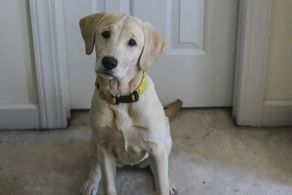 Labrador retriever standing beside a tipped-over kitchen trash can