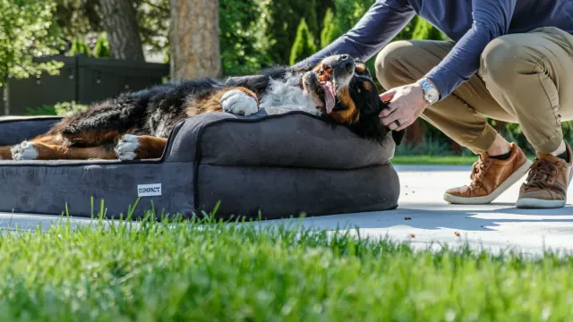 Large-breed senior dog lying on an orthopedic bed
