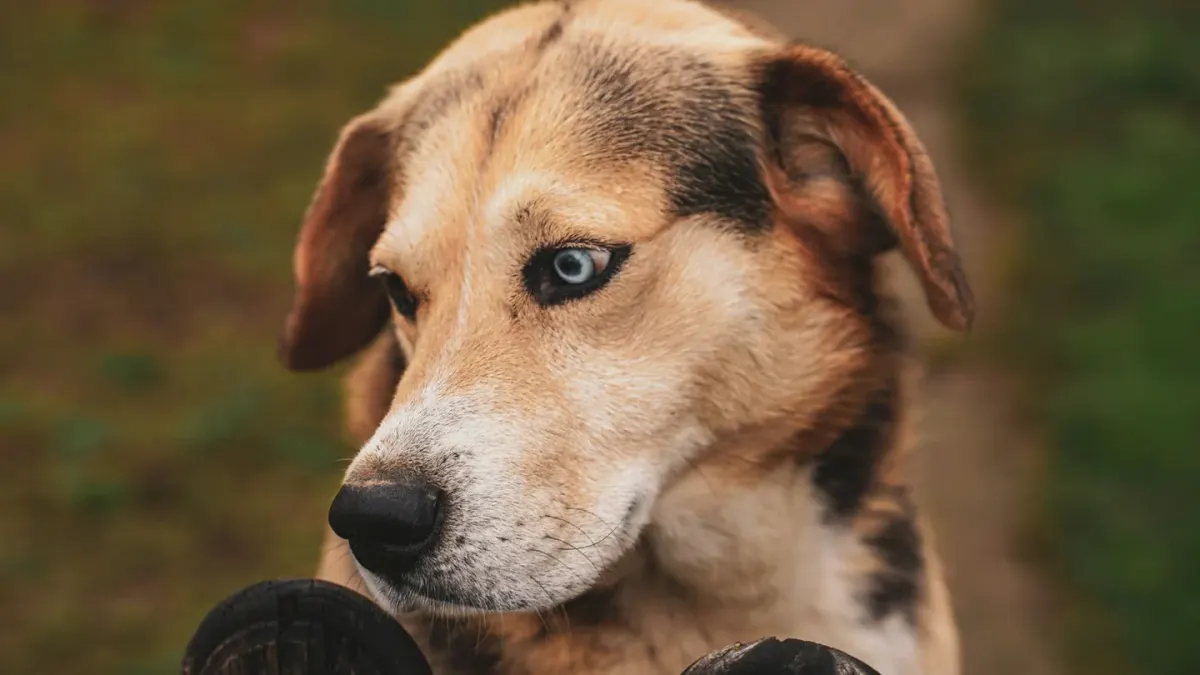 Medium-sized dog with front paws braced on a wooden fence, looking into the neighboring yard