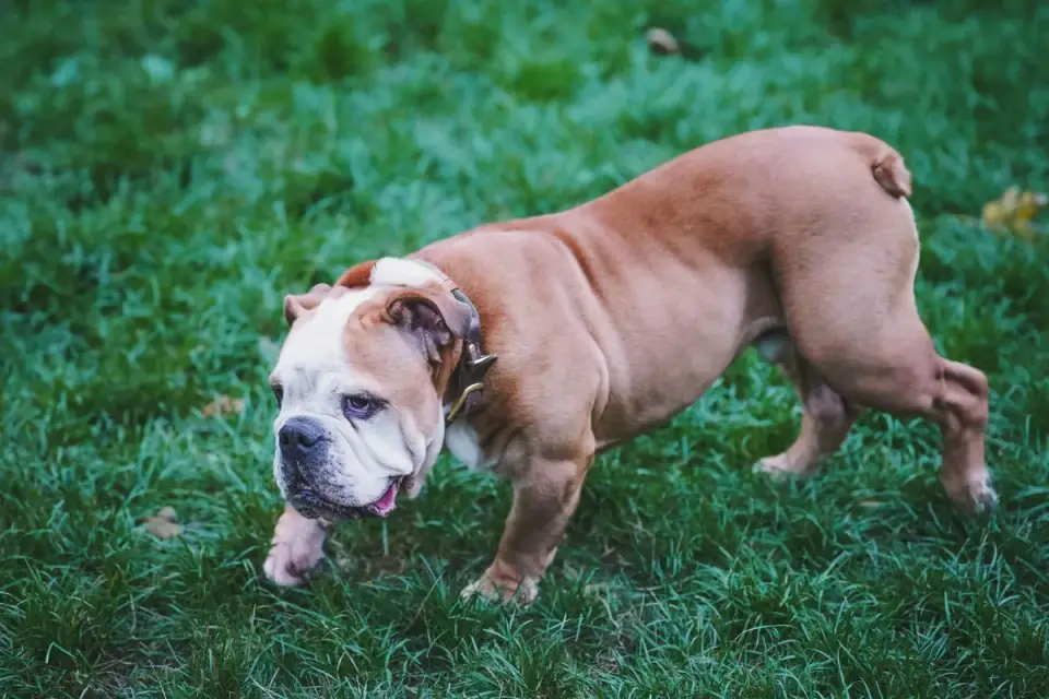 Older dog walking at a measured pace beside its owner on a grass path