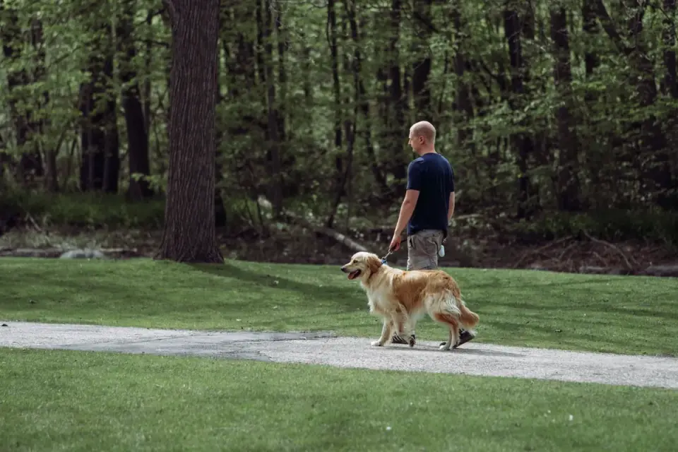 Older dog with an owner in a park