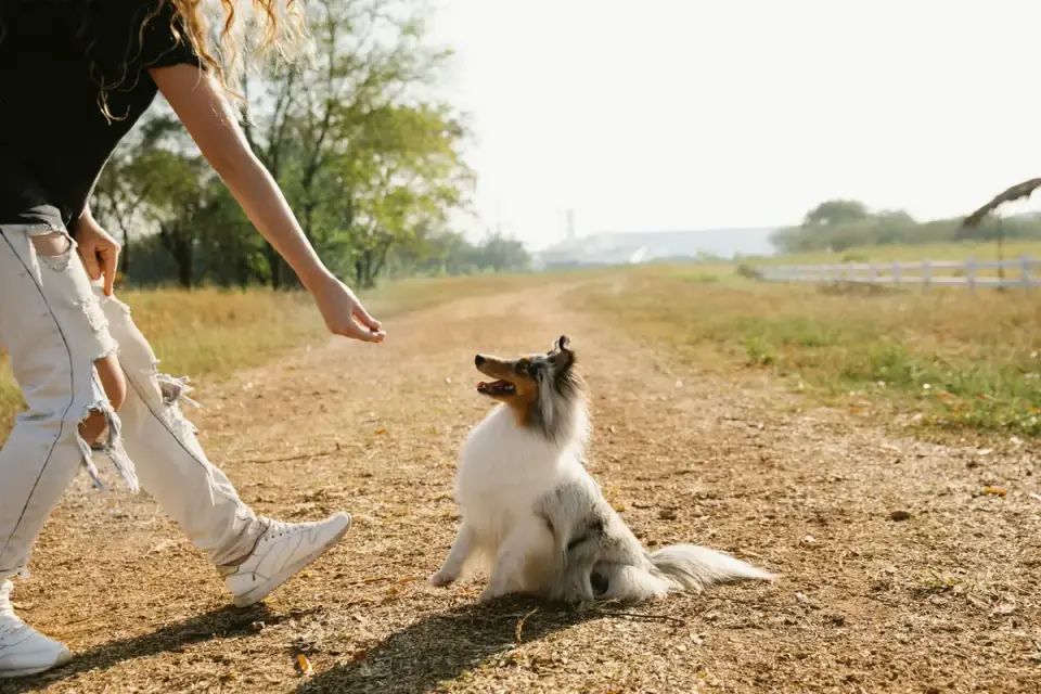 Owner coaxing a dog into a parked car with a treat