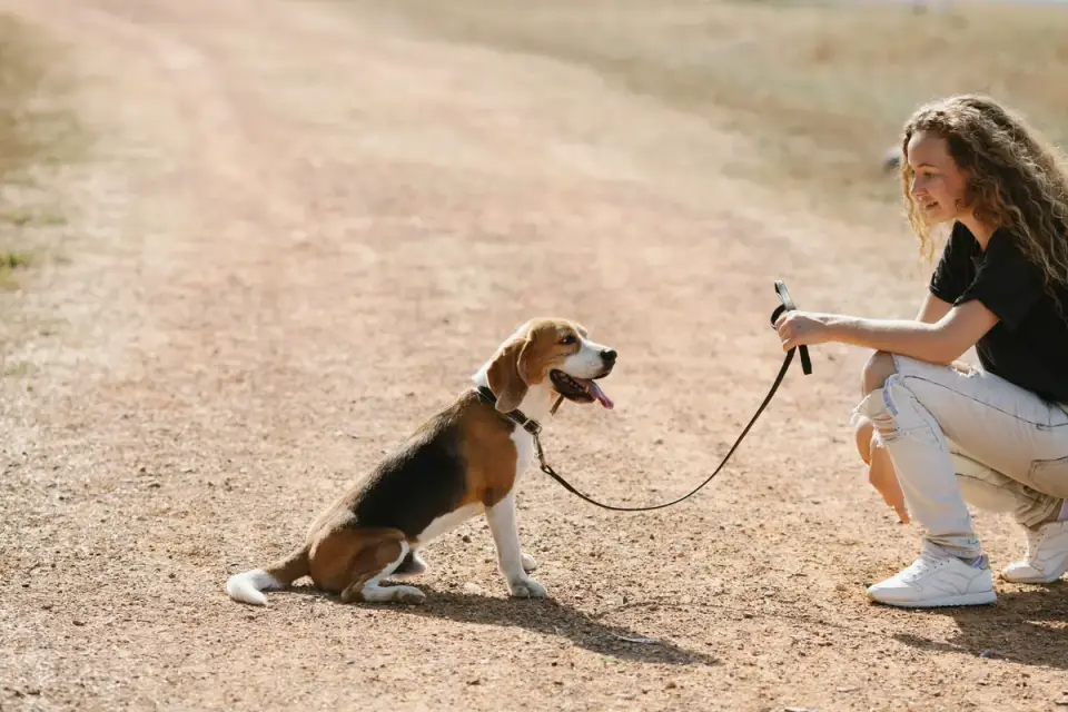 Owner rewarding a dog for sitting calmly on a mat