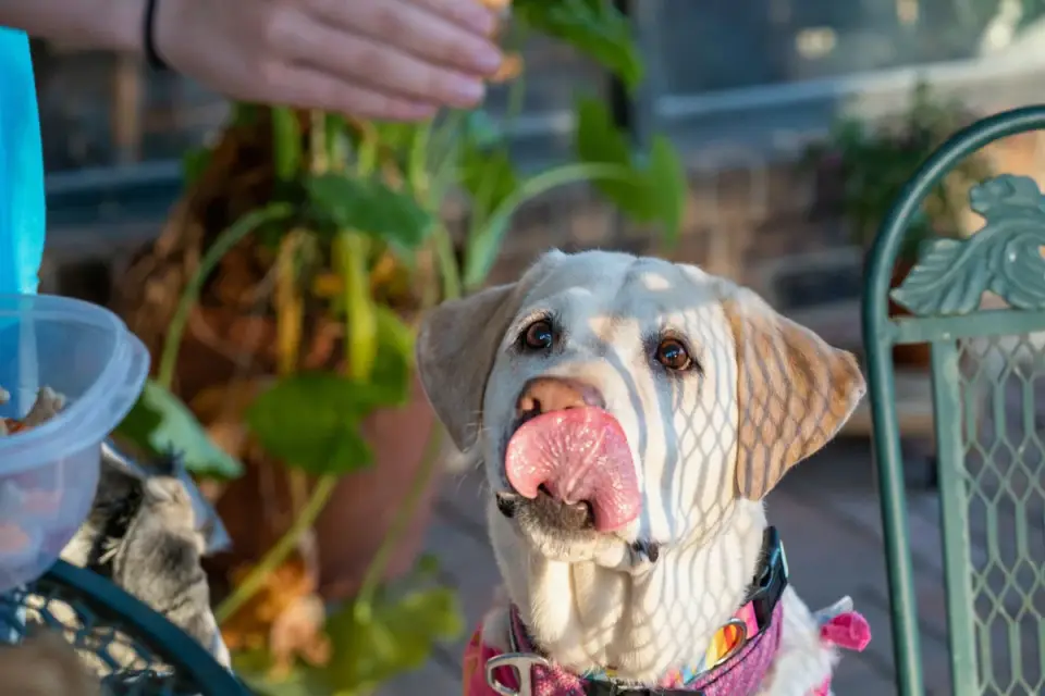 Owner rewarding a dog with a treat near an open front door