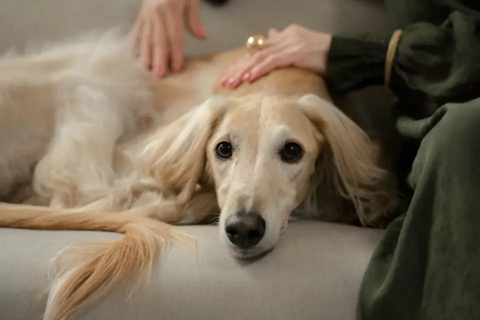 Owner sitting close to a senior dog on a couch at home