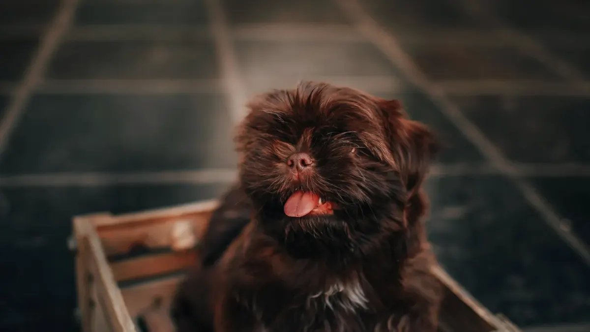 Puppy eating from a bowl
