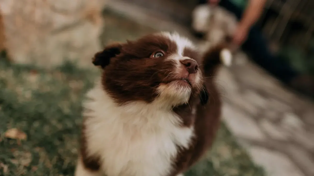 Puppy eating from a bowl