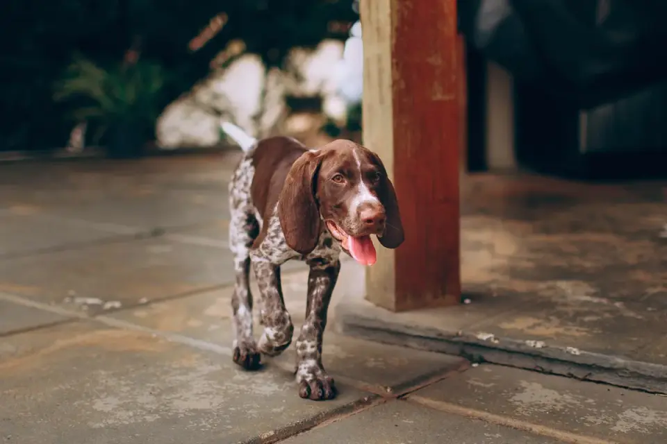 Puppy eating from a bowl