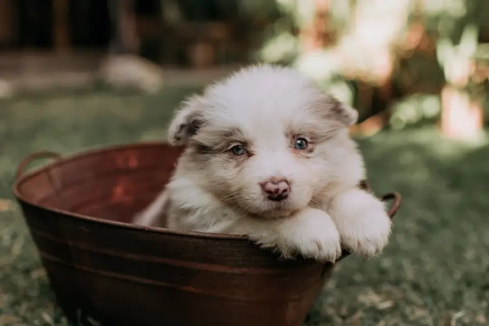 Puppy eating from a bowl