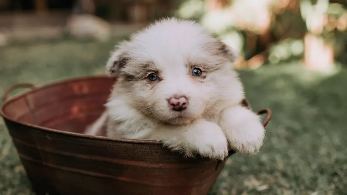 Puppy eating from a bowl