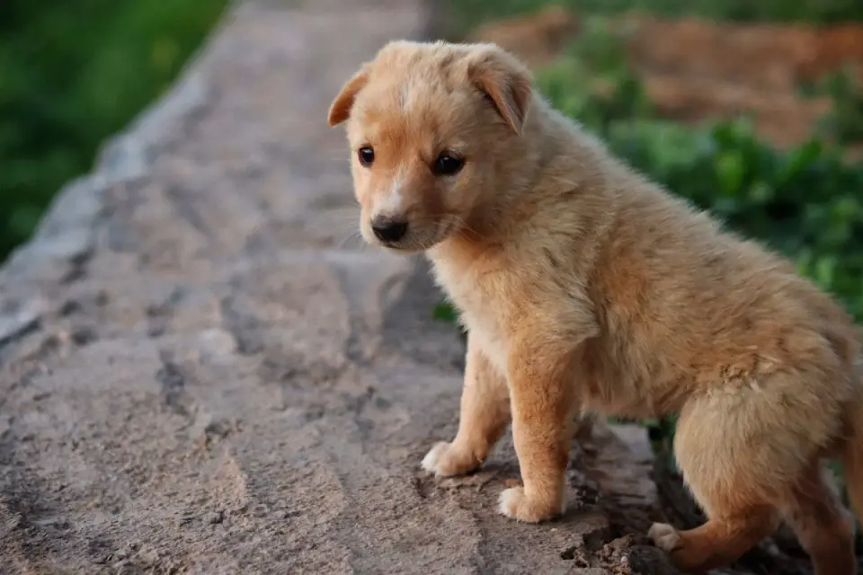 Puppy eating from a bowl