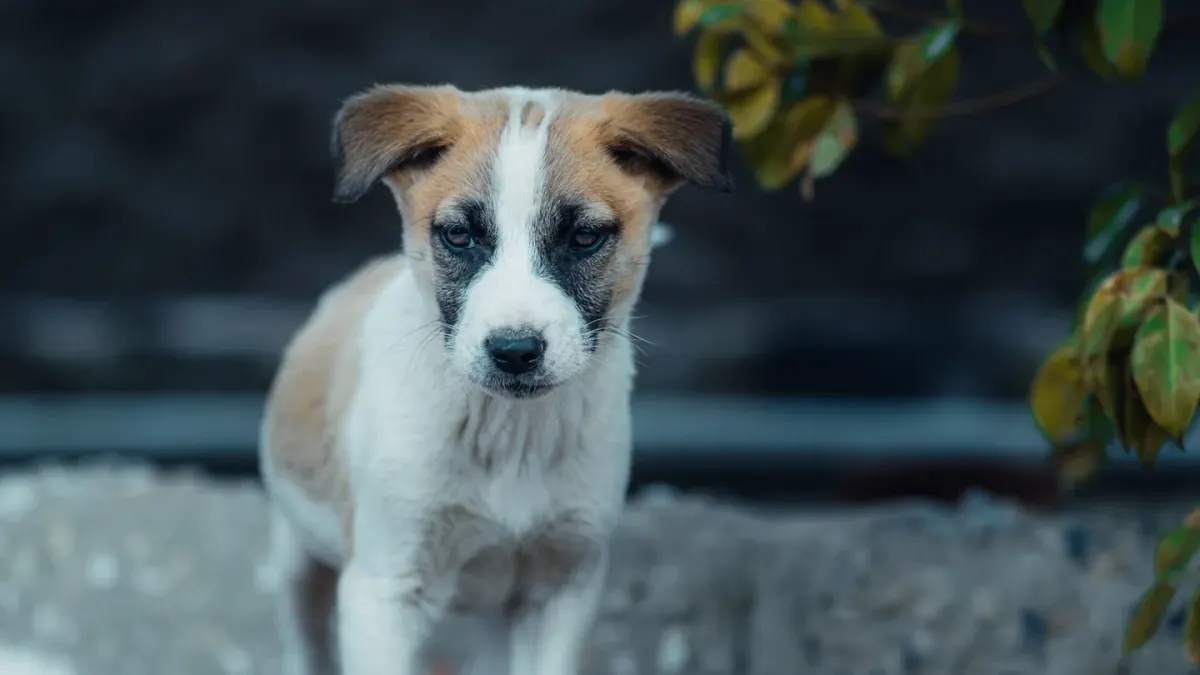 Puppy eating from a bowl