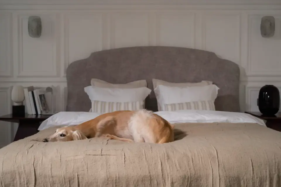 Relaxed dog lying on a dog bed in a quiet corner