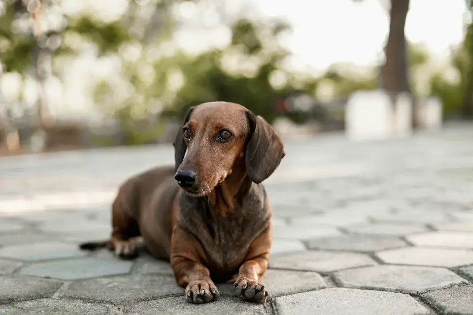 Senior dog lying down calmly on a tile floor after a walk