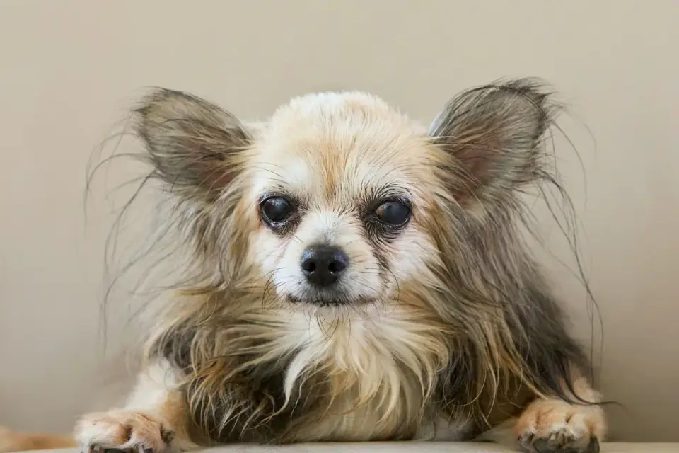 Senior dog pausing partway up an indoor staircase