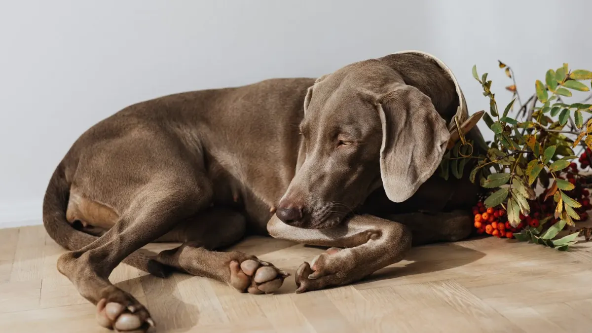 Senior dog resting at home