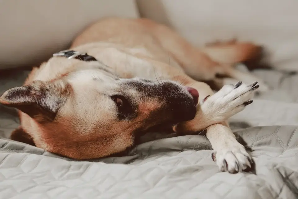Senior dog resting at home
