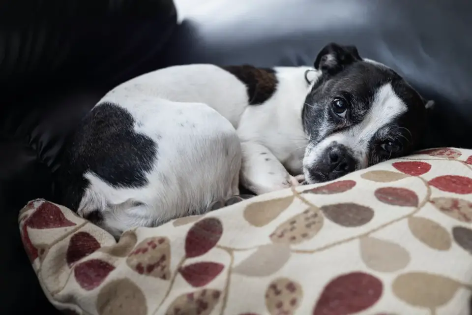 Senior dog resting at home
