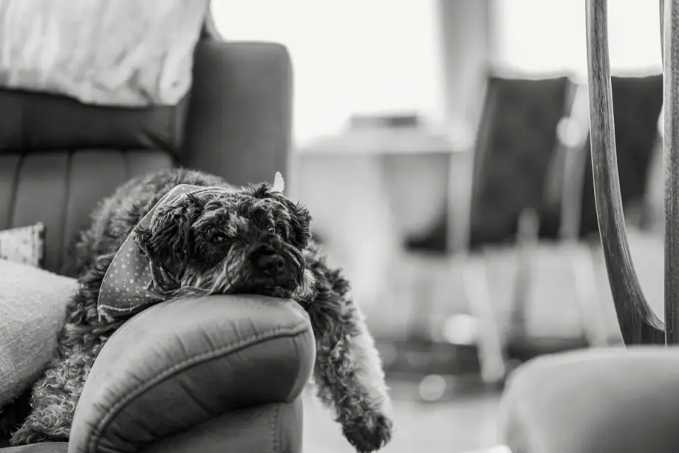 Senior dog resting at home
